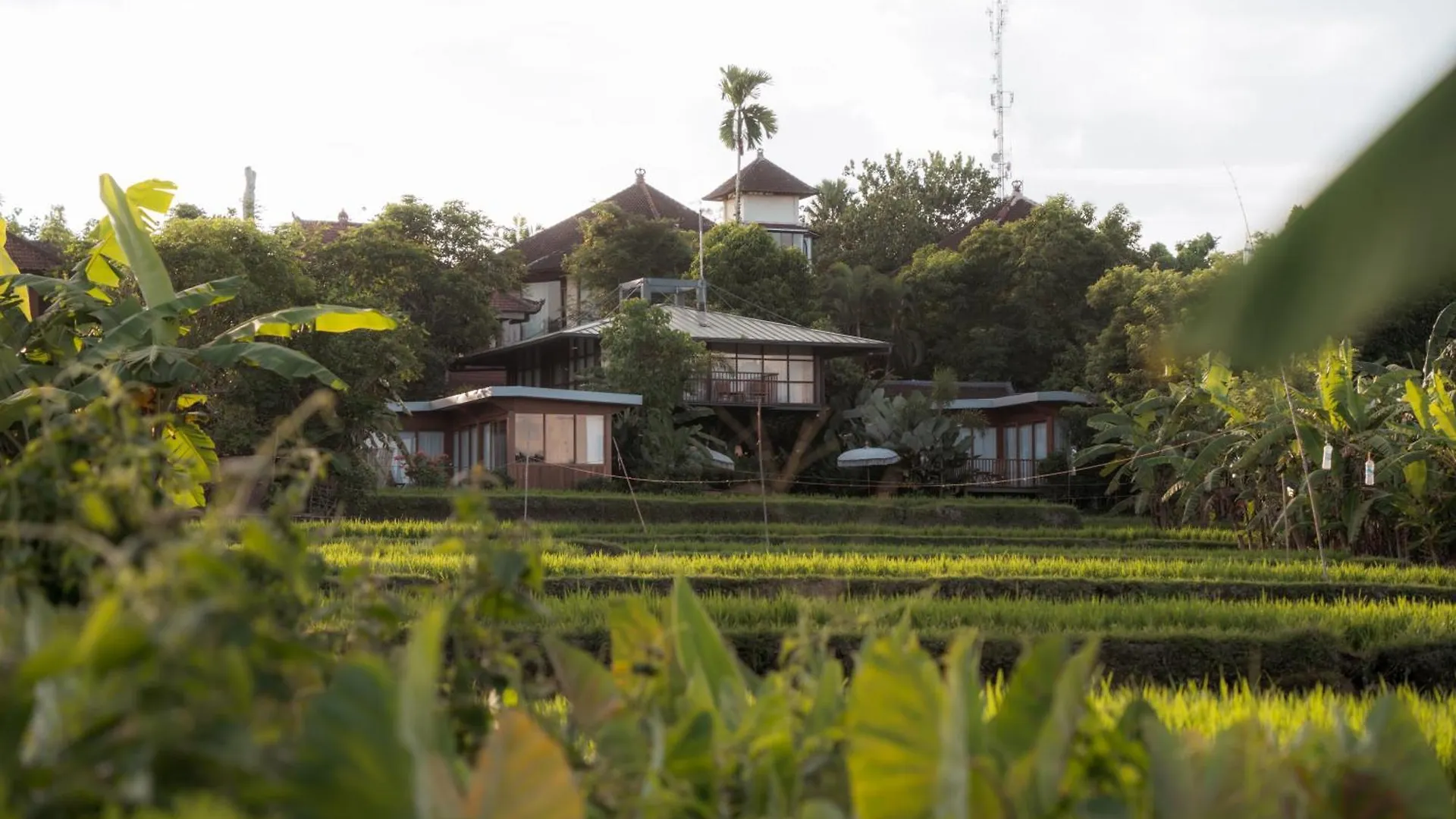 Grün Ubud 0*,